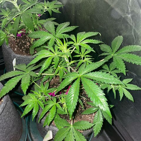 SOUR JEALOUSY growlog timeline photo