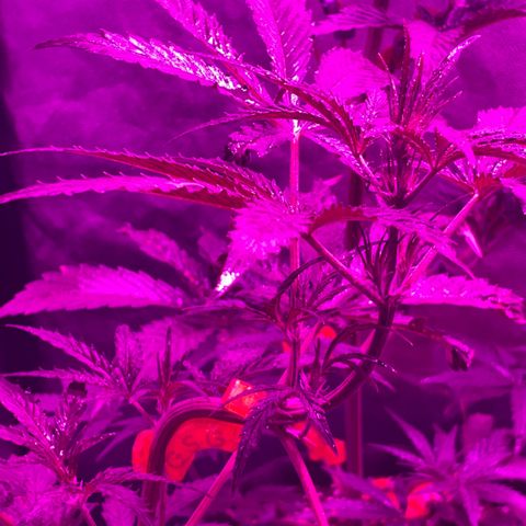 SOUR JEALOUSY growlog photo: LST