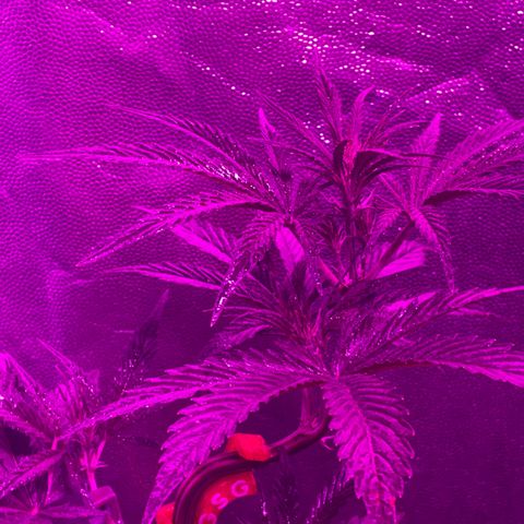 SOUR JEALOUSY growlog photo: LST