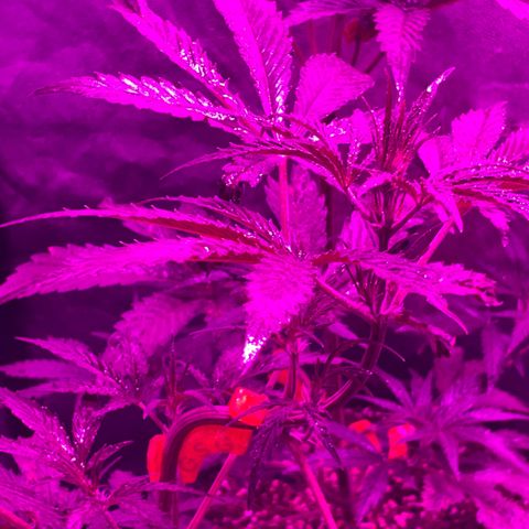 SOUR JEALOUSY growlog photo: LST