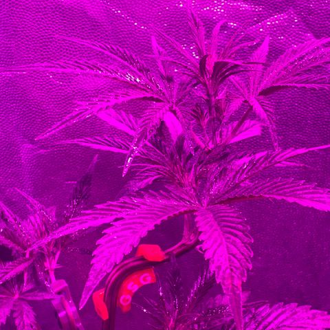 SOUR JEALOUSY growlog photo: LST