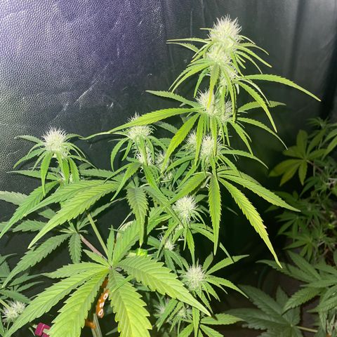 SOUR JEALOUSY growlog timeline photo