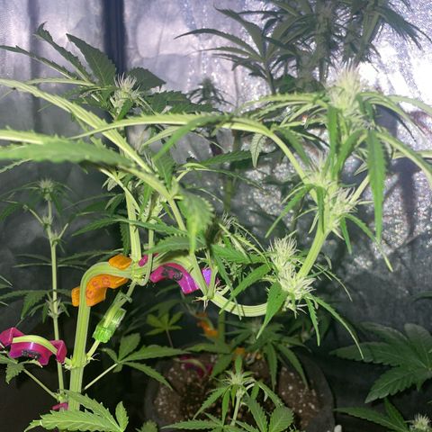 SOUR JEALOUSY growlog timeline photo