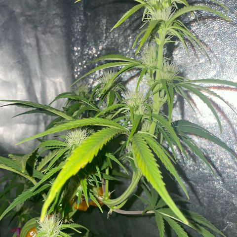 SOUR JEALOUSY growlog timeline photo