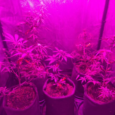 SOUR JEALOUSY growlog timeline photo