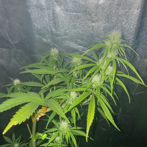 SOUR JEALOUSY growlog timeline photo