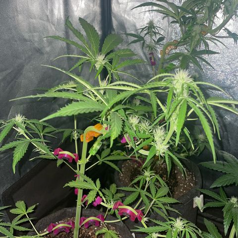 SOUR JEALOUSY growlog timeline photo