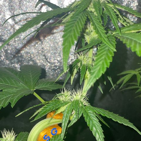 SOUR JEALOUSY growlog timeline photo