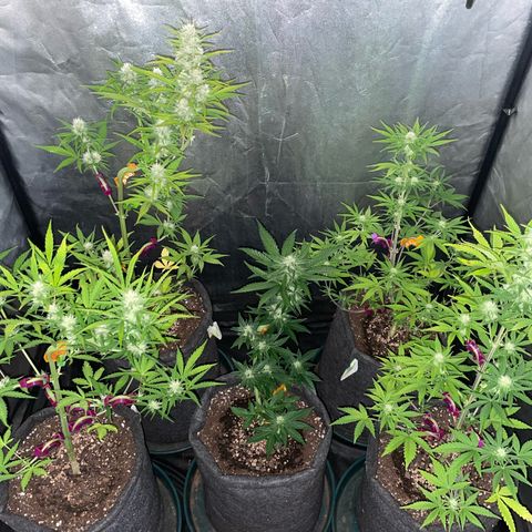SOUR JEALOUSY growlog timeline photo