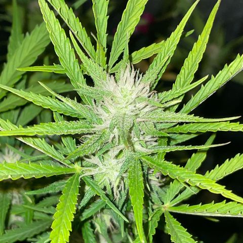 SOUR JEALOUSY growlog timeline photo