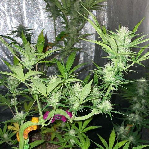 SOUR JEALOUSY growlog timeline photo