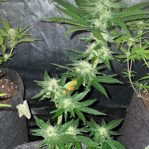 SOUR JEALOUSY growlog timeline photo