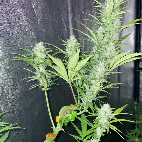 SOUR JEALOUSY growlog timeline photo