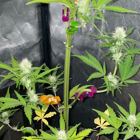 SOUR JEALOUSY growlog timeline photo