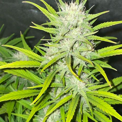 SOUR JEALOUSY growlog timeline photo