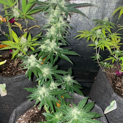 SOUR JEALOUSY growlog timeline photo