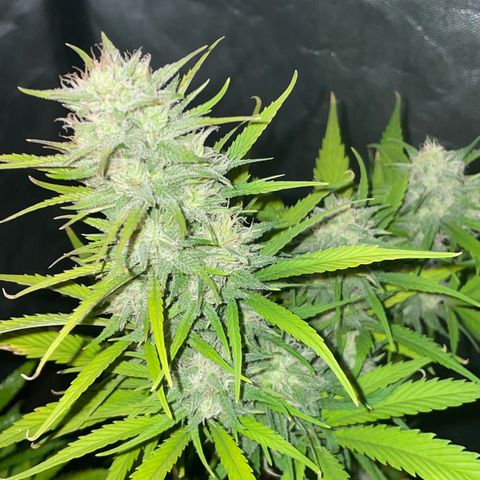 SOUR JEALOUSY growlog timeline photo
