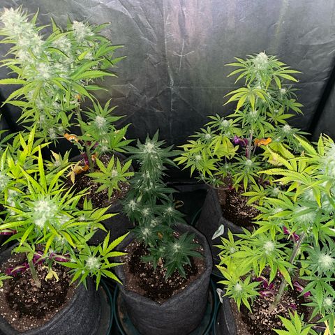 SOUR JEALOUSY growlog timeline photo