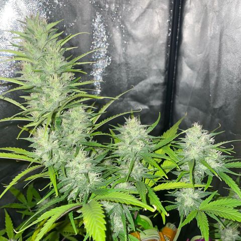 SOUR JEALOUSY growlog timeline photo