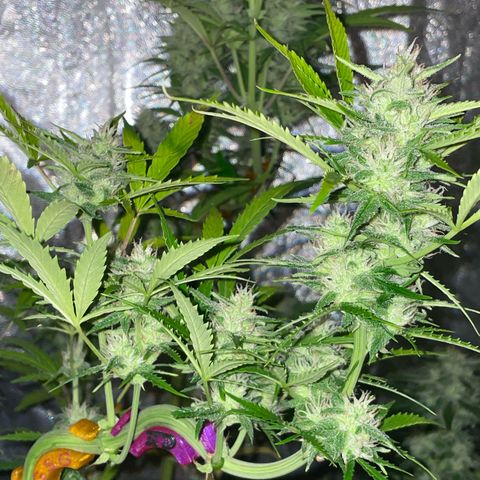 SOUR JEALOUSY growlog timeline photo