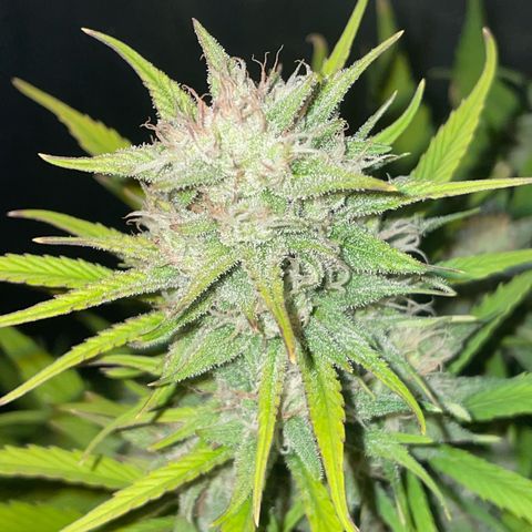 SOUR JEALOUSY growlog timeline photo