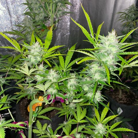 SOUR JEALOUSY growlog timeline photo