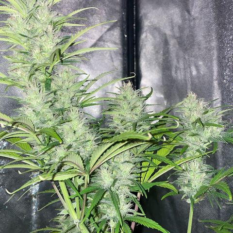 SOUR JEALOUSY growlog timeline photo