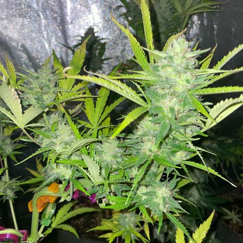 SOUR JEALOUSY growlog timeline photo
