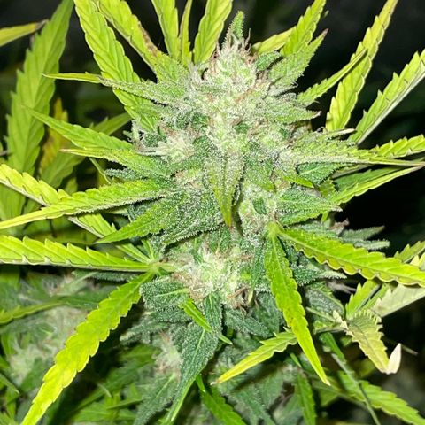 SOUR JEALOUSY growlog timeline photo