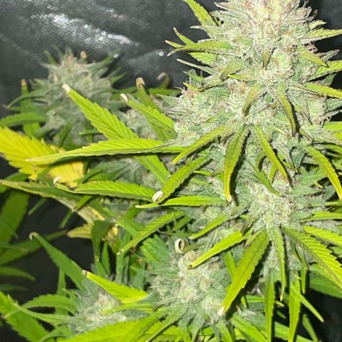 SOUR JEALOUSY growlog timeline photo
