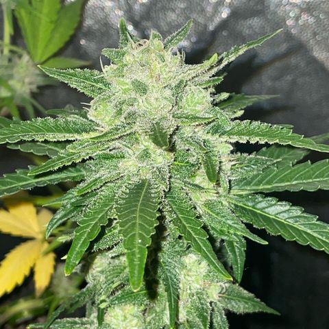 SOUR JEALOUSY growlog timeline photo