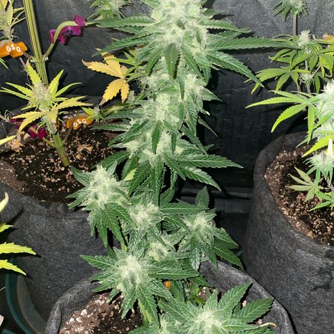 SOUR JEALOUSY growlog timeline photo