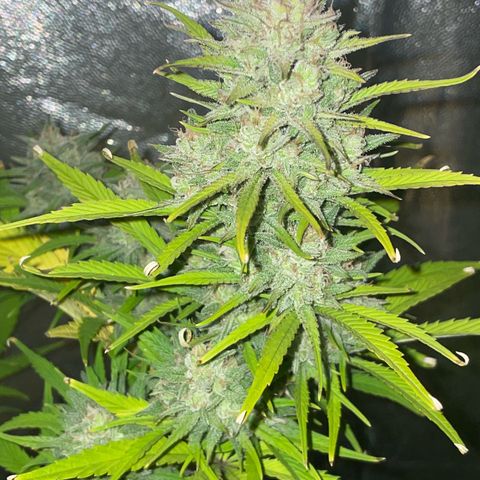 SOUR JEALOUSY growlog timeline photo
