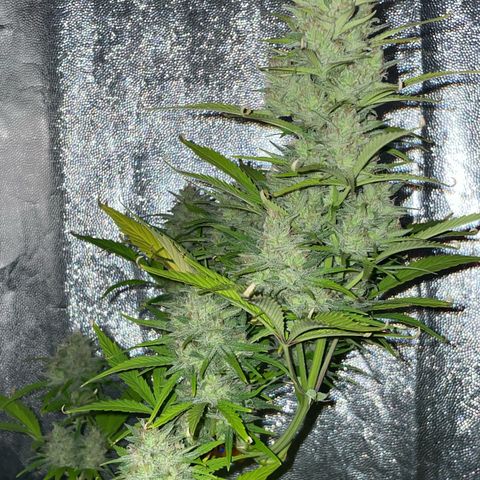 SOUR JEALOUSY growlog timeline photo