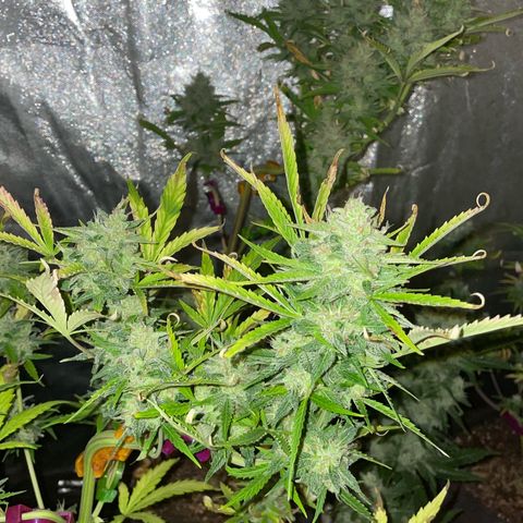 SOUR JEALOUSY growlog timeline photo