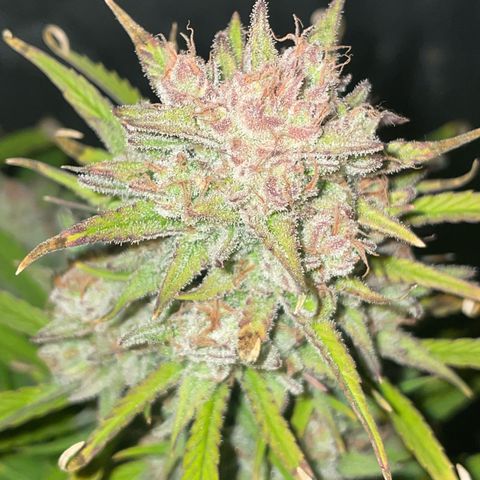 SOUR JEALOUSY growlog timeline photo