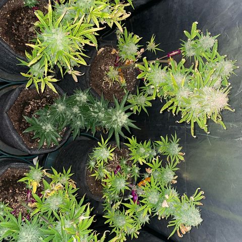 SOUR JEALOUSY growlog timeline photo