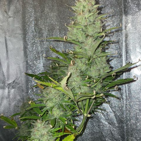 SOUR JEALOUSY growlog timeline photo