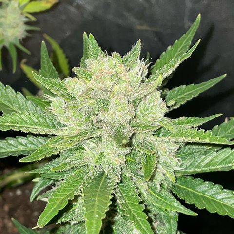 SOUR JEALOUSY growlog timeline photo