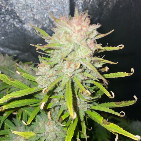 SOUR JEALOUSY growlog timeline photo