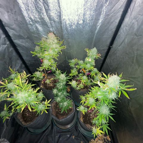 SOUR JEALOUSY growlog timeline photo