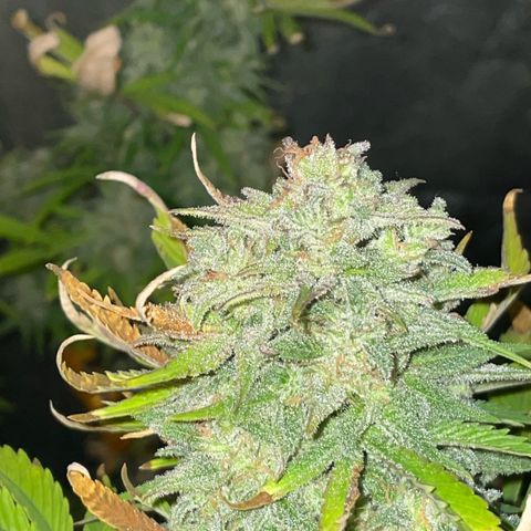 SOUR JEALOUSY growlog timeline photo