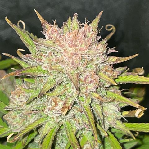 SOUR JEALOUSY growlog timeline photo