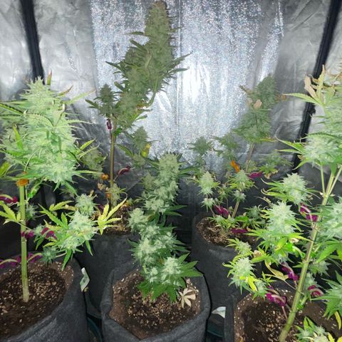 SOUR JEALOUSY growlog timeline photo
