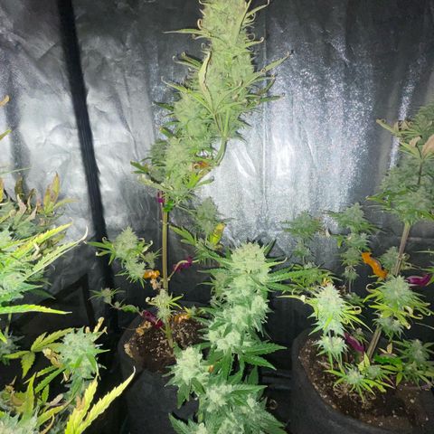 SOUR JEALOUSY growlog timeline photo
