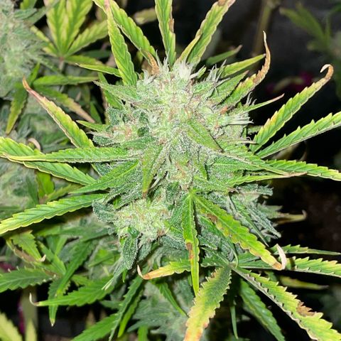 SOUR JEALOUSY growlog timeline photo