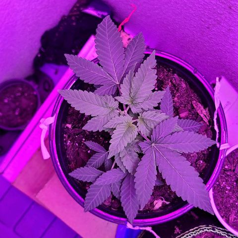 Unknown strain growlog timeline photo