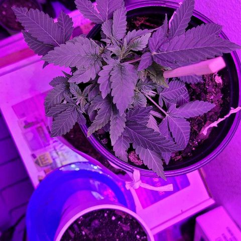 Unknown strain growlog timeline photo