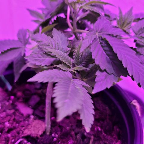Unknown strain growlog timeline photo