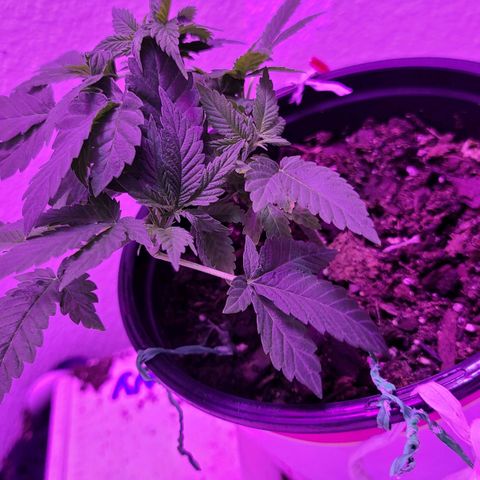 Unknown strain growlog timeline photo
